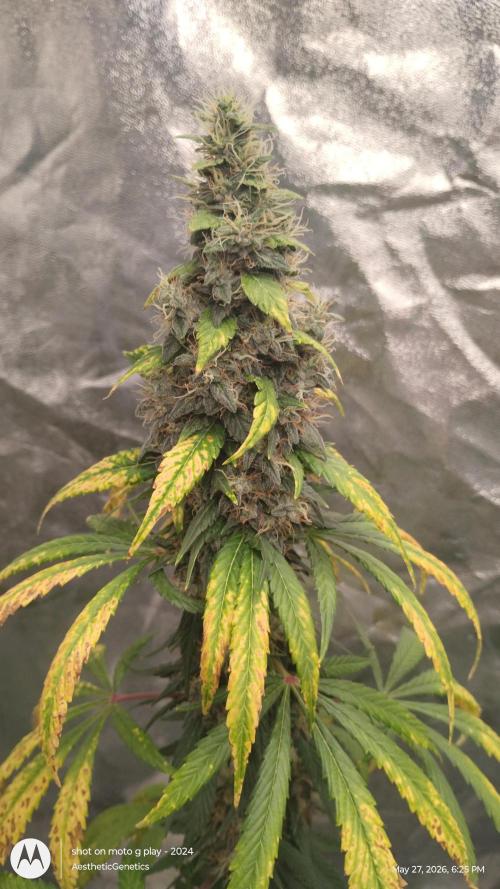 Super Sour Double Diesel Seed Hunt. Week 13