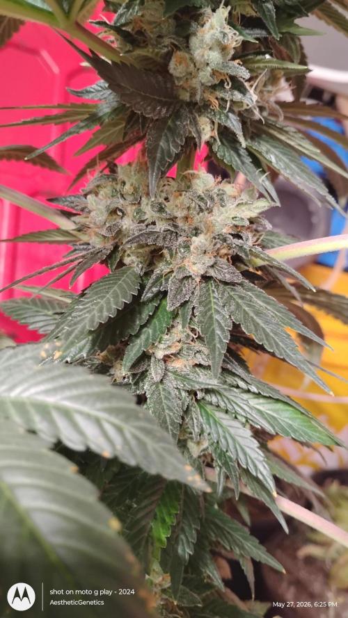 Super Sour Double Diesel Seed Hunt. Week 13