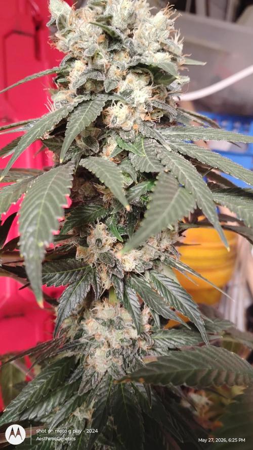 Super Sour Double Diesel Seed Hunt. Week 13 - #8
