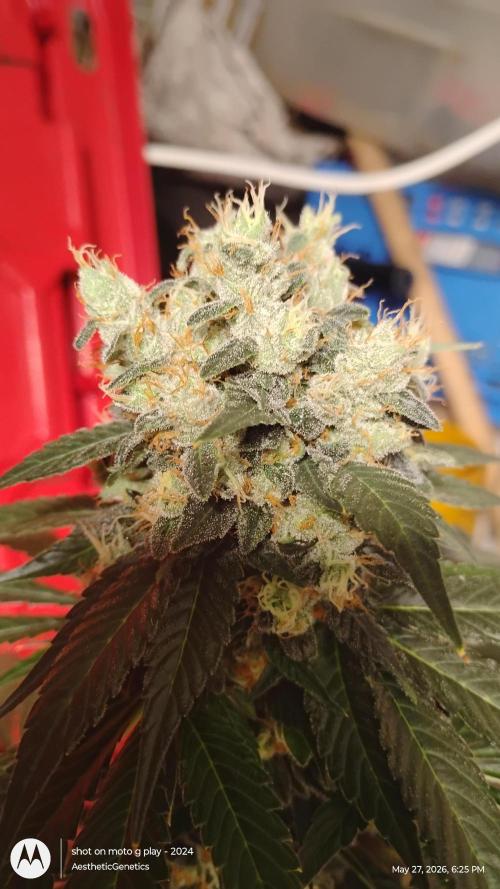 Super Sour Double Diesel Seed Hunt. Week 13