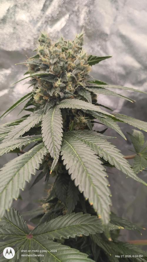 Super Sour Double Diesel Seed Hunt. Week 13 - #8