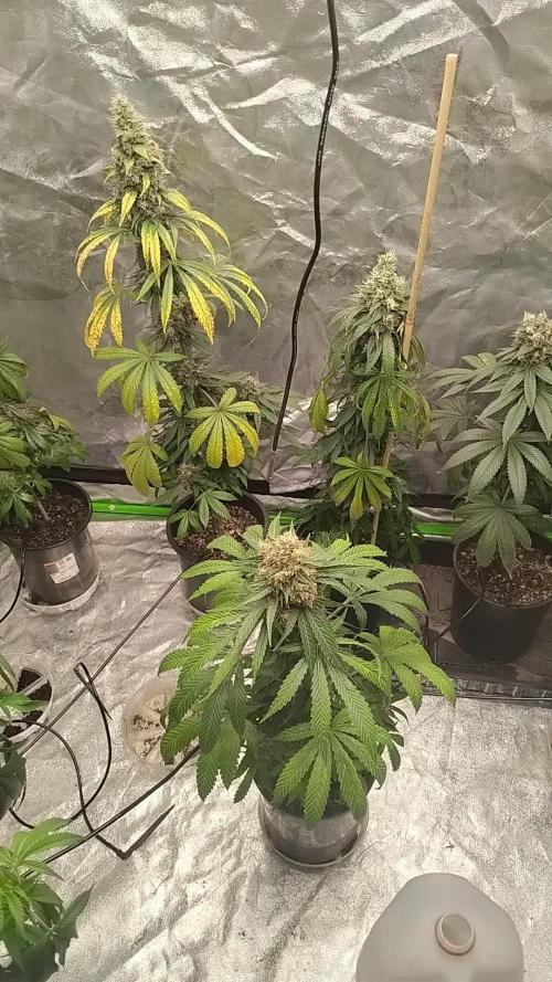 Super Sour Double Diesel Seed Hunt