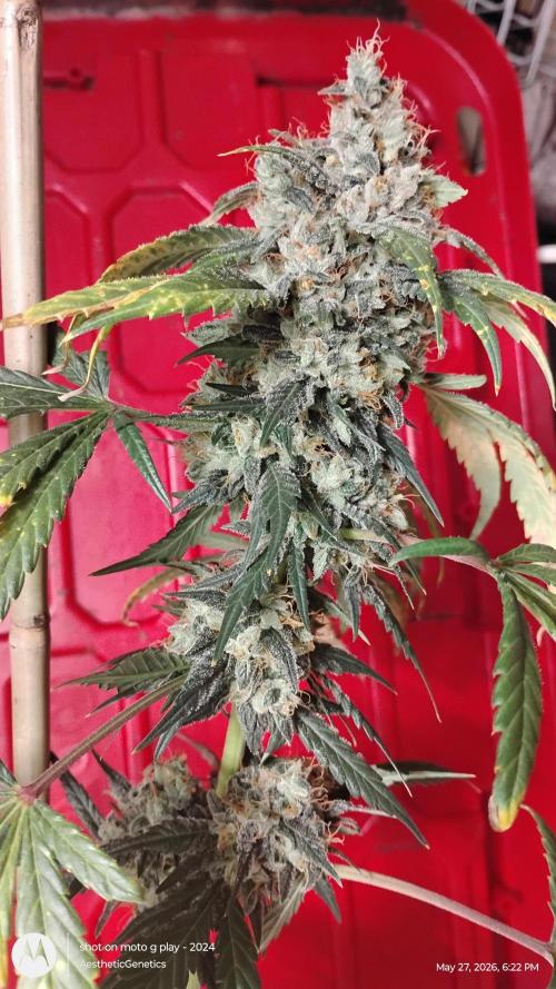 Super Sour Double Diesel Seed Hunt. Week 13