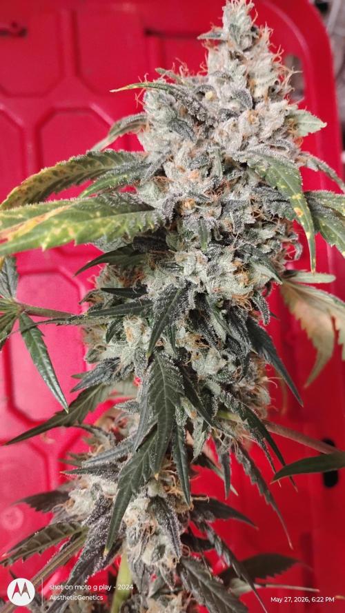 Super Sour Double Diesel Seed Hunt. Week 13