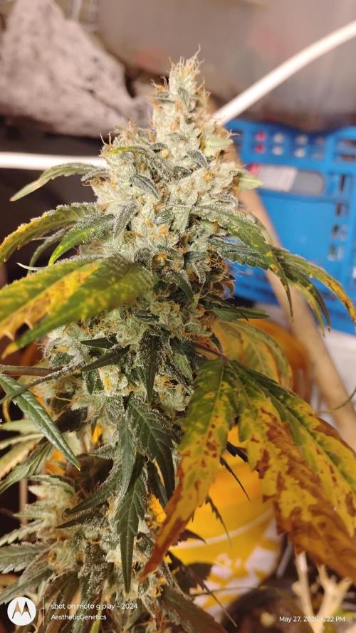 Super Sour Double Diesel Seed Hunt. Week 13