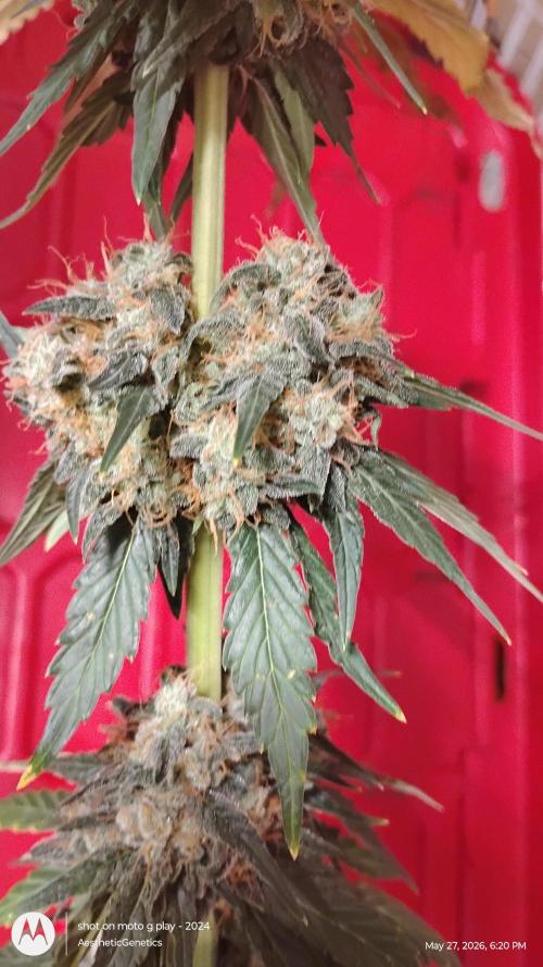 Super Sour Double Diesel Seed Hunt. Week 13