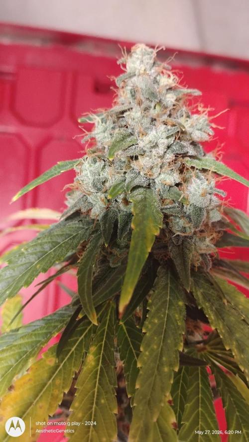 Super Sour Double Diesel Seed Hunt. Week 13