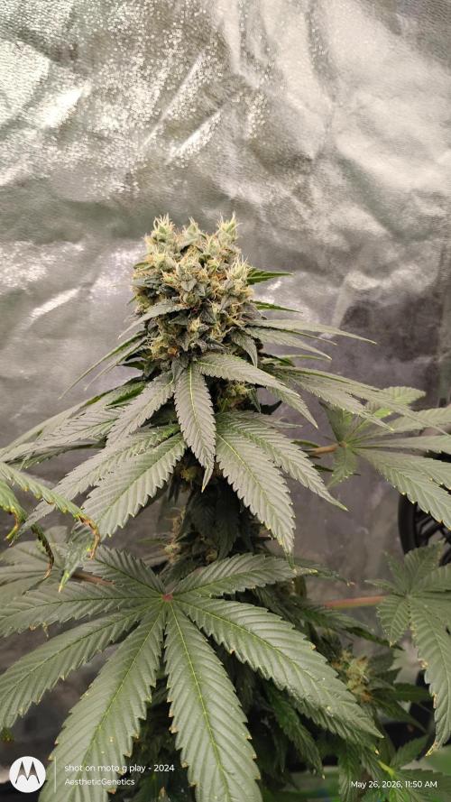 Super Sour Double Diesel Seed Hunt. Week 13