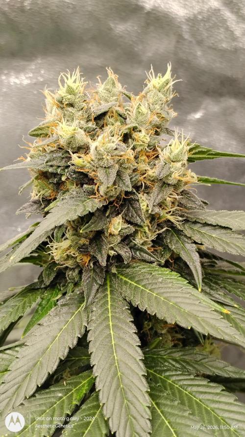 Super Sour Double Diesel Seed Hunt. Week 13