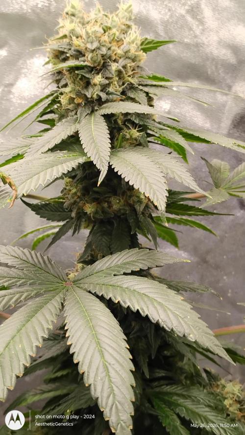 Super Sour Double Diesel Seed Hunt. Week 13
