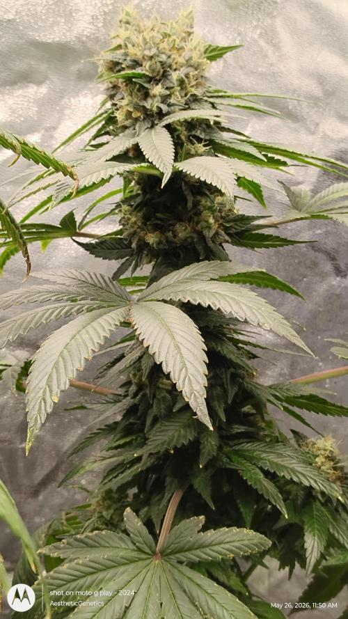 Super Sour Double Diesel Seed Hunt. Week 13