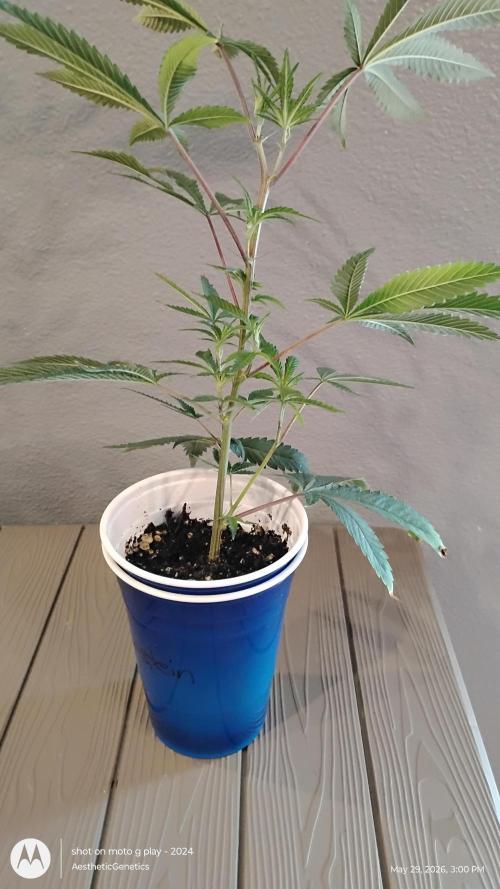 Cap Junky x Blueberry Sugar- Judasstein. Week 2