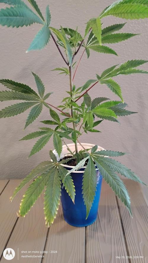 Cap Junky x Blueberry Sugar- Judasstein. Week 2