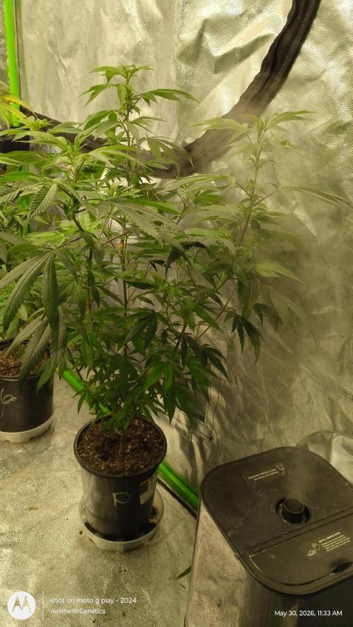 Legit SuperBoof Strain of The Year. Week 5