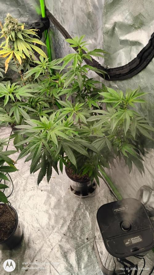 Legit SuperBoof Strain of The Year. Week 5