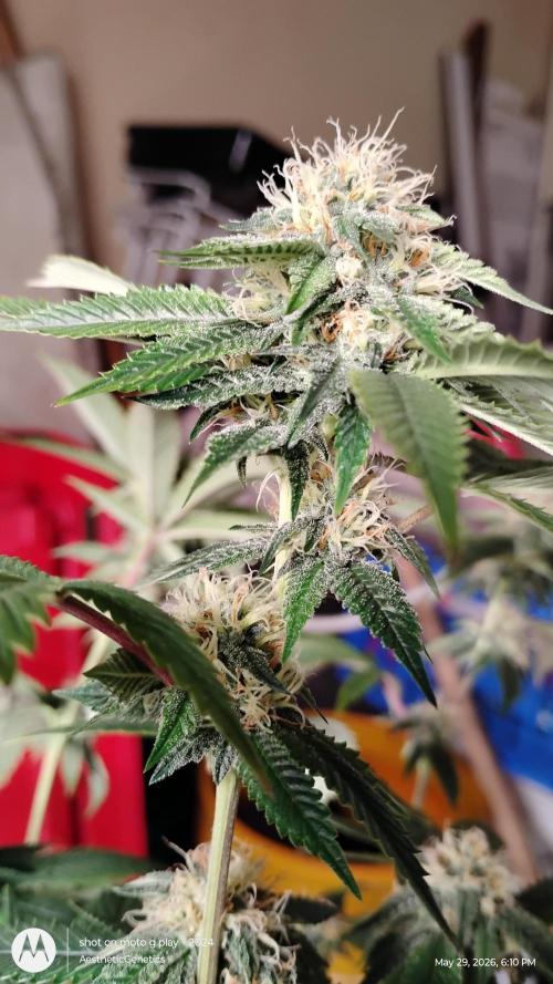 Real Deal OG Kush (PDX cut). Week 9