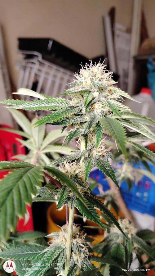 Real Deal OG Kush (PDX cut). Week 9