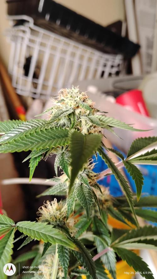 Real Deal OG Kush (PDX cut). Week 9