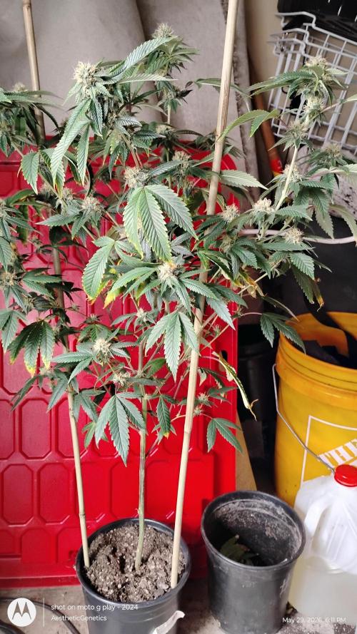 Real Deal OG Kush (PDX cut). Week 9