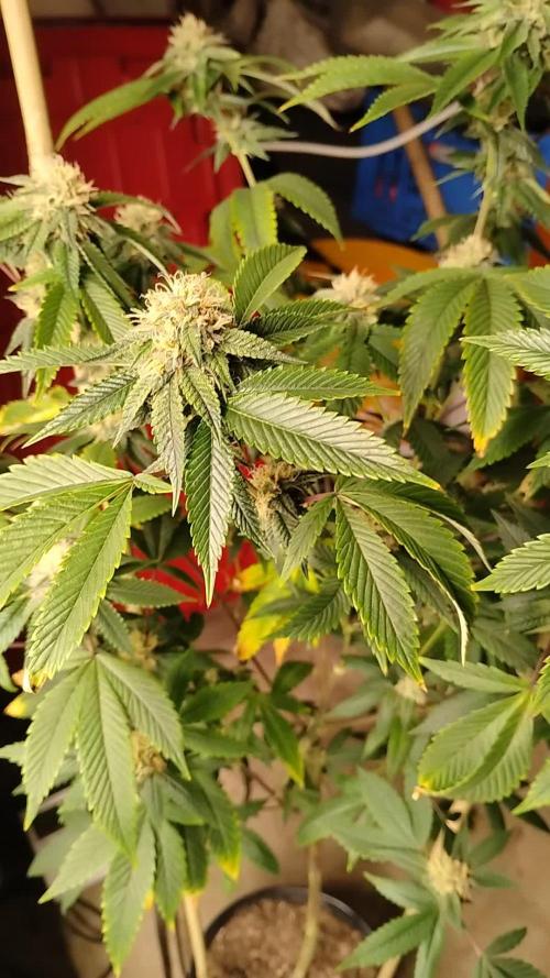 Real Deal OG Kush (PDX cut)
