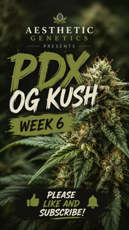 Real Deal OG Kush (PDX cut). Week 9
