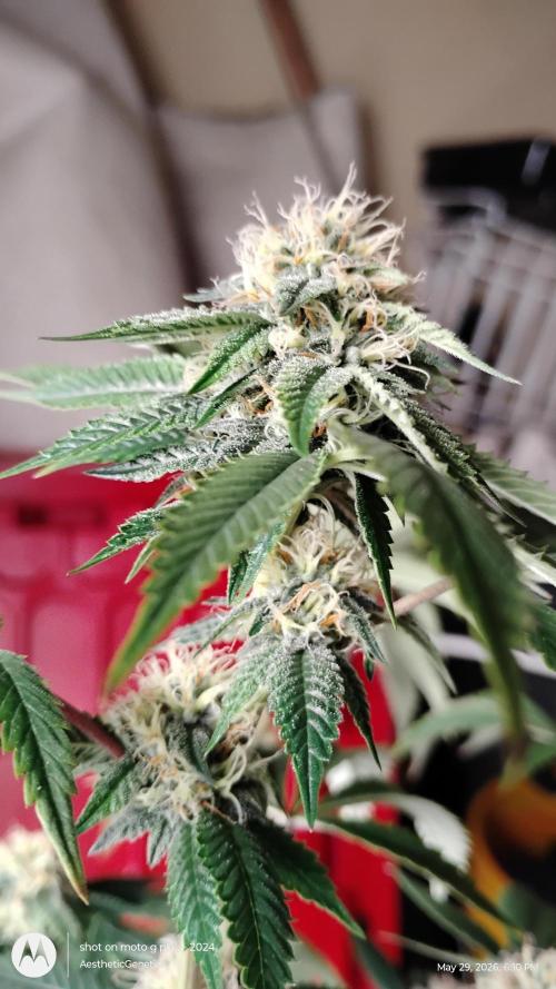 Real Deal OG Kush (PDX cut). Week 9