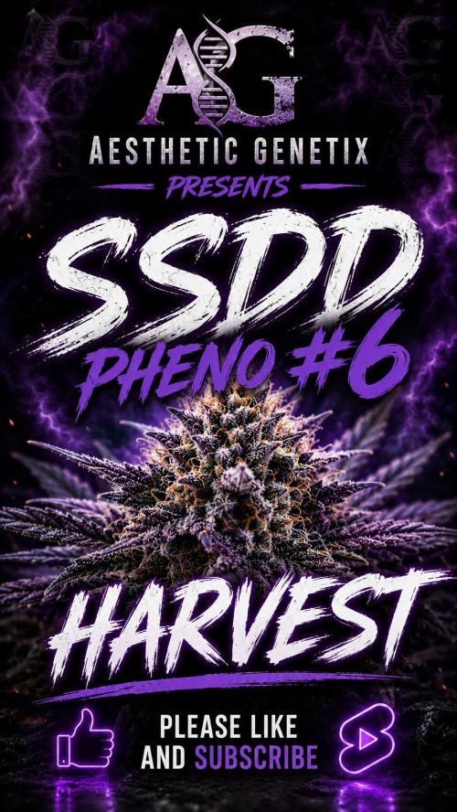 Super Sour Double Diesel Seed Hunt. Week 14