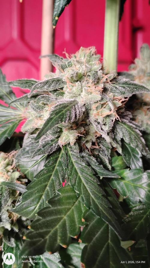 Super Sour Double Diesel Seed Hunt. Week 14