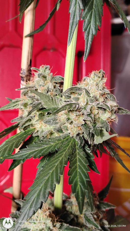 Super Sour Double Diesel Seed Hunt. Week 14