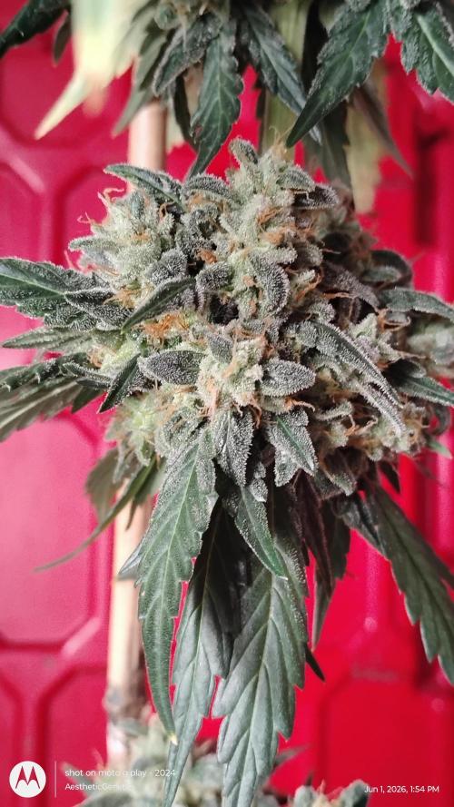 Super Sour Double Diesel Seed Hunt. Week 14