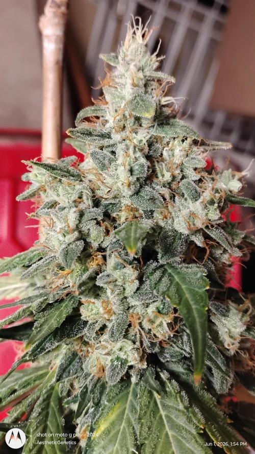 Super Sour Double Diesel Seed Hunt. Week 14