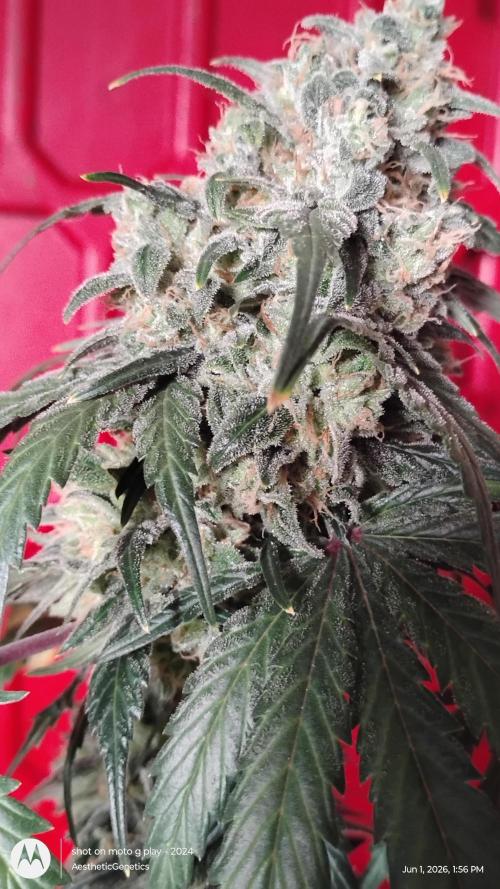 Super Sour Double Diesel Seed Hunt. Week 14