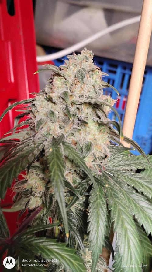 Super Sour Double Diesel Seed Hunt. Week 14