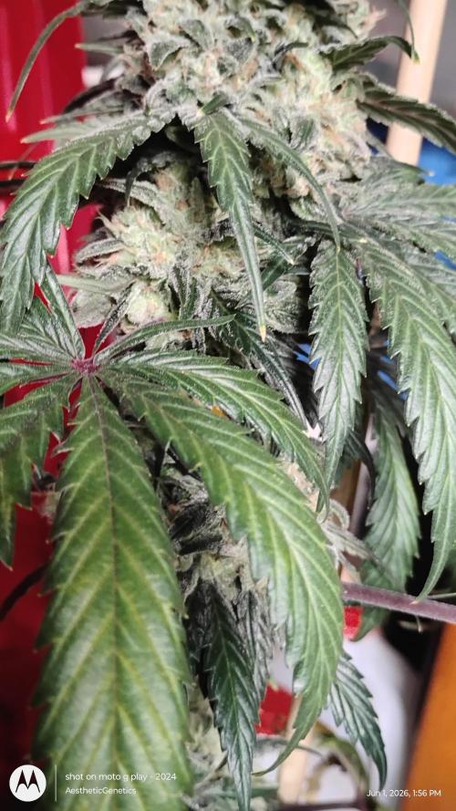 Super Sour Double Diesel Seed Hunt. Week 14