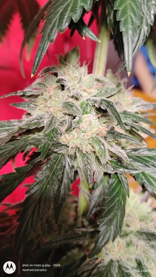 Super Sour Double Diesel Seed Hunt. Week 14