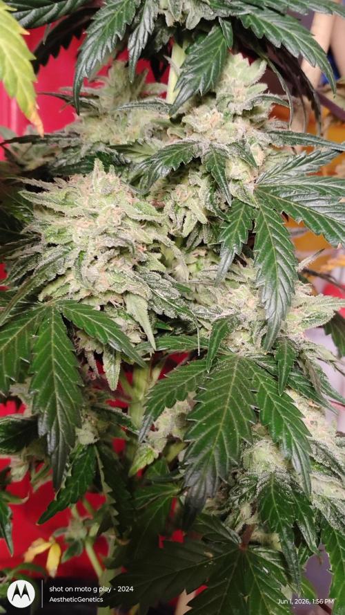 Super Sour Double Diesel Seed Hunt. Week 14