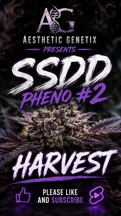 Super Sour Double Diesel Seed Hunt. Week 14