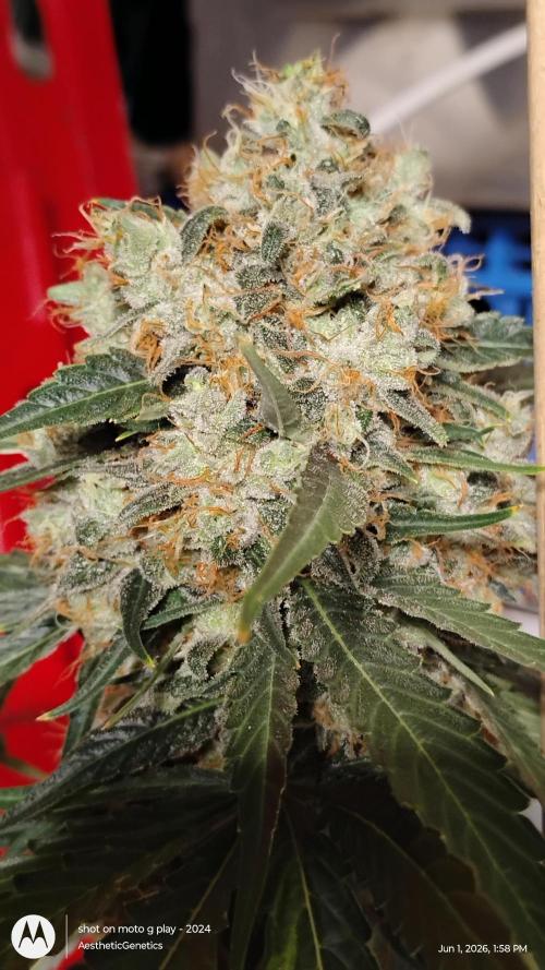 Super Sour Double Diesel Seed Hunt. Week 14