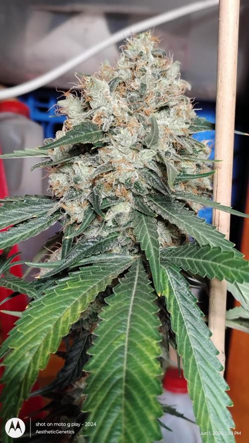 Super Sour Double Diesel Seed Hunt. Week 14