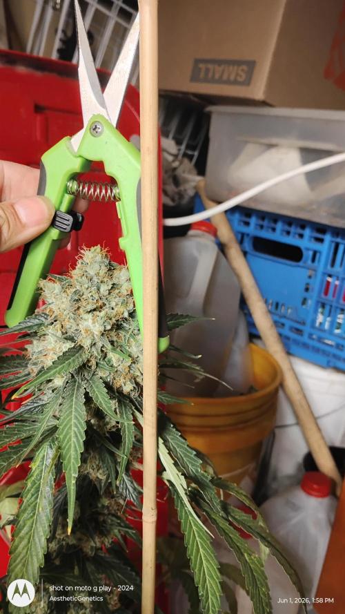 Super Sour Double Diesel Seed Hunt. Week 14