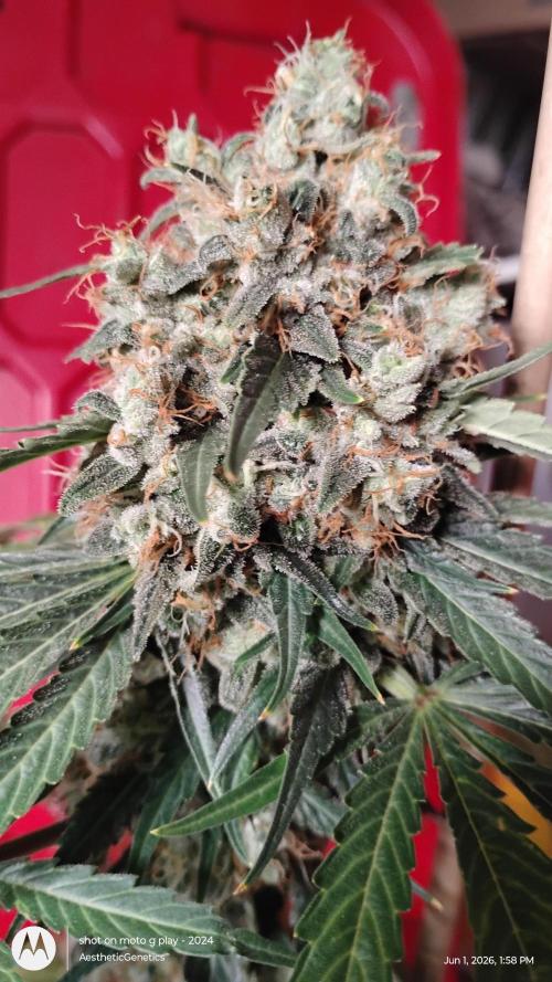 Super Sour Double Diesel Seed Hunt. Week 14