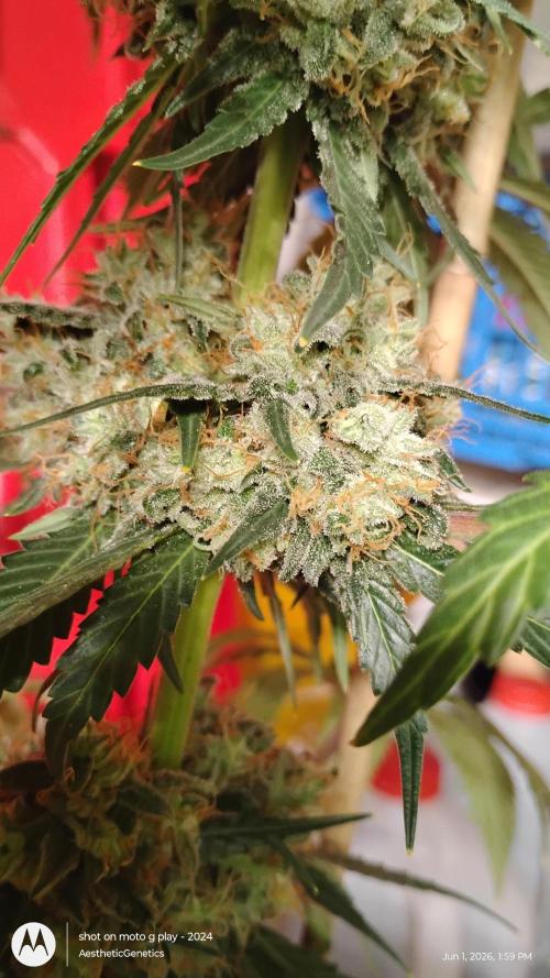 Super Sour Double Diesel Seed Hunt. Week 14