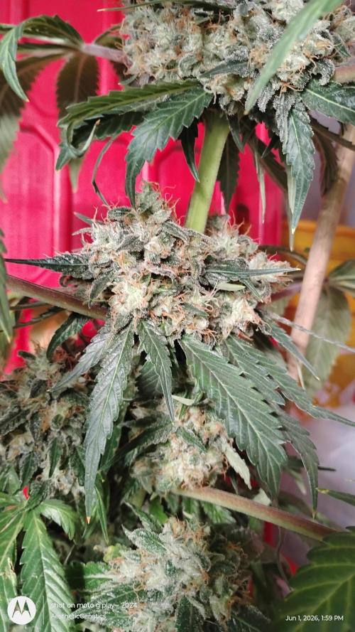 Super Sour Double Diesel Seed Hunt. Week 14