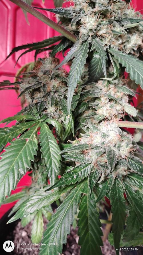 Super Sour Double Diesel Seed Hunt. Week 14