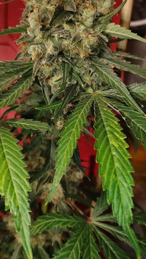 Super Sour Double Diesel Seed Hunt
