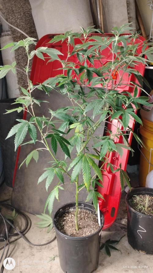 Spritzer Cannarado. Week 5