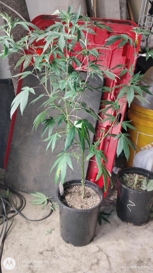 Spritzer. Week 5