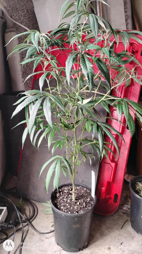 Maui True Blood. Week 3