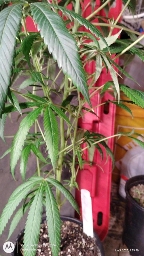 Maui True Blood. Week 3