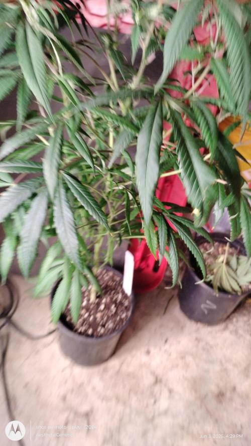 Maui True Blood. Week 3